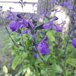 Salvia microphylla ‘So cool...