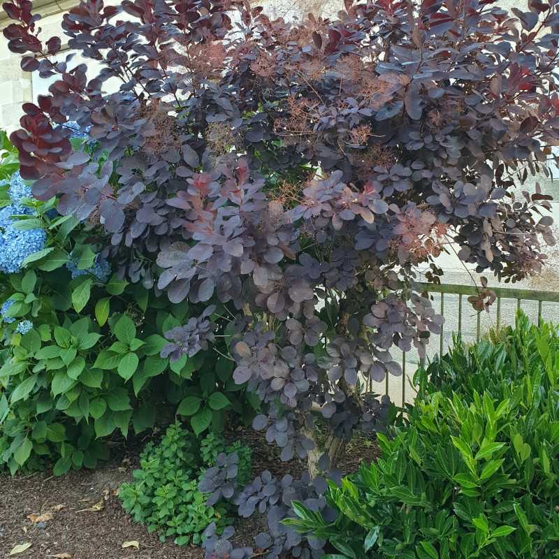 Cotinus Royal Purple en situation dans un massif