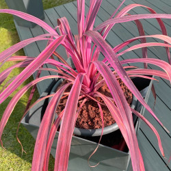 Cordyline australis ‘Pink...