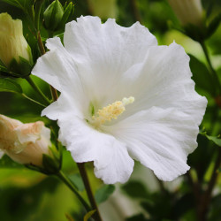 Hibiscus syriacus ‘White...