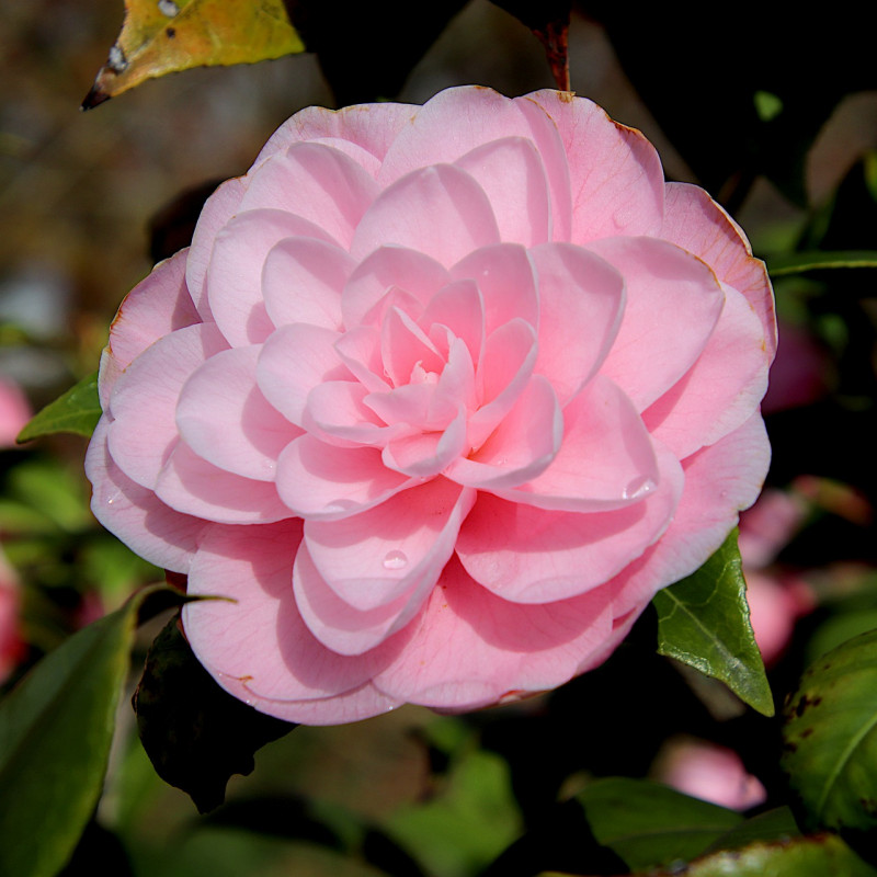Camellia japonica 'Mrs Tingley' - Pépinières Rouxel