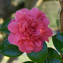 Camellia japonica ‘Marie...