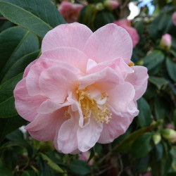 Camellia cuspidata ‘Spring...