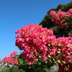 Lagerstroemia indica ‘Coral...
