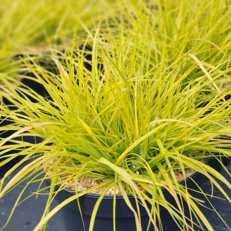 Pennisetum alopecuroides ‘Hameln Gold’ ®
