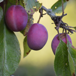 Prunus domestica ‘Opal’