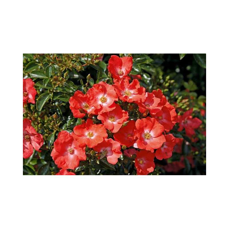 Rosa  Décorosier Isalia