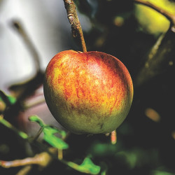 Malus domestica ‘Binet Rouge’