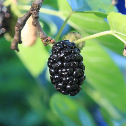 Morus rotundiloba 'Mojo Berry'