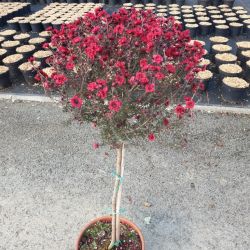 Leptospermum scoparium 'Rouge' - C6.5L - tigette 50 cm