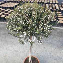 Leptospermum scoparium 'Blanc' - C6.5L - Tigette 50 cm