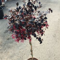 Loropetalum chinense ‘Black Pearl’ - C7.5L - Tigette 50 cm