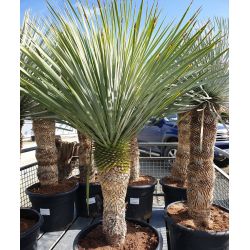 Yucca rostrata ‘Blue Swan‘ - Stipe 50-60 cm