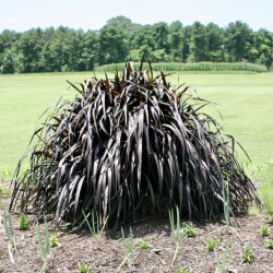 Pennisetum purpureum ‘Vertigo‘ - Millet Ornemental