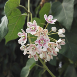 Dregea (Wattakaka) sinensis