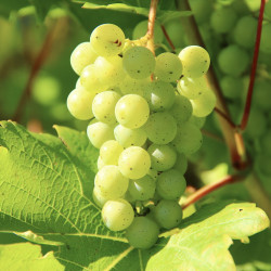 Vitis vinifera ‘Muscat...