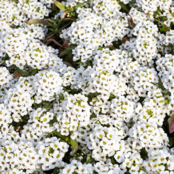 Zoom sur fleurs de Lobularia White stream