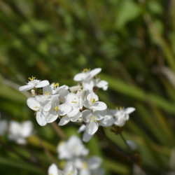 Libertia grandiflora