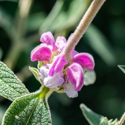 Phlomis fruticosa ‘Purpurea‘