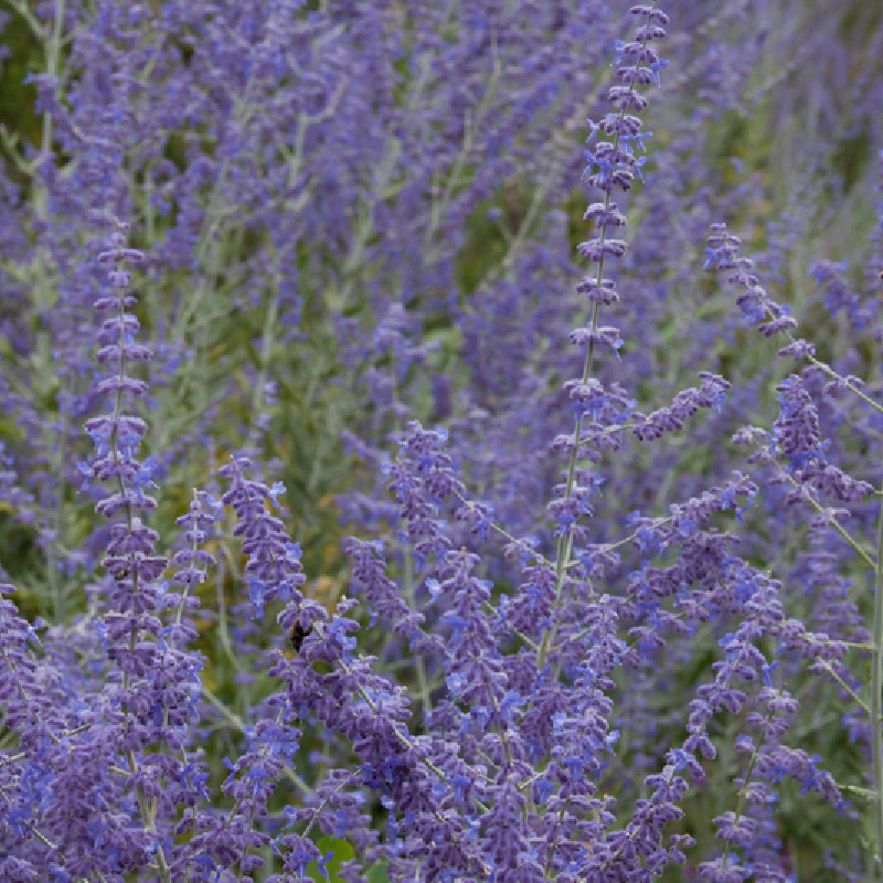 Zoom sur fleurs de Perovskia blue spire