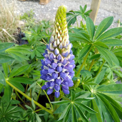 Lupinus 'The governor'