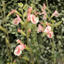 Salvia jamensis Belle de Loire ®