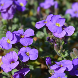 Aubrieta ‘Cascade Purple‘