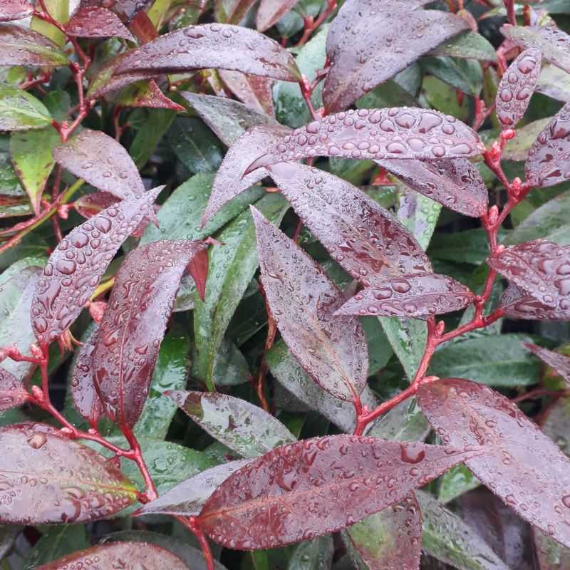 Leucothoe walteri ‘Royal Ruby’