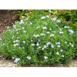 Lithodora diffusa ‘Star’ ®