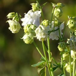 Aquilegia vulgaris White Barlow
