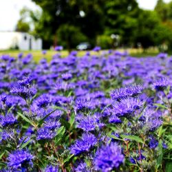 Caryopteris clandonensis ‘Kew Blue‘
