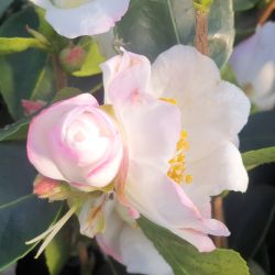 Camellia sasanqua ‘Yoimachi’