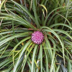 Fascicularia bicolor