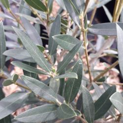 Phillyrea angustifolia ‘Green Quick‘ ®