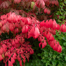 Euonymus alatus Compactus