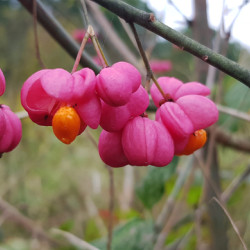 Euonymus alatus Compactus