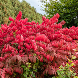 Euonymus alatus Compactus