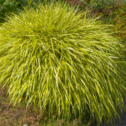 Hakonechloa macra 'All Gold'