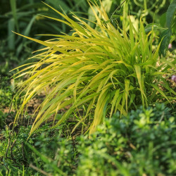 Hakonechloa macra 'All Gold'