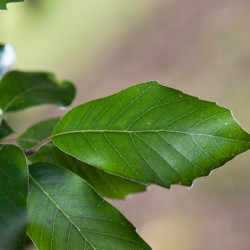 Quercus ilex - Chêne vert