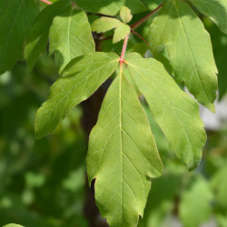 Acer griseum - Érable cannelle