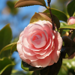Camellia japonica 'Il...