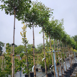 Photinia fraseri 'Pink marble'