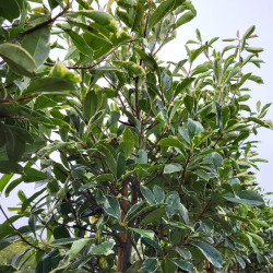 Photinia fraseri 'Pink marble'