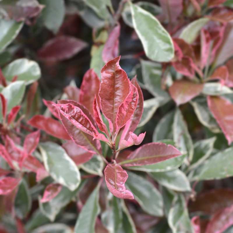 Jeune feuillage rosé