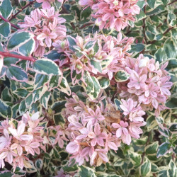 Abelia × grandiflora ‘Pink...