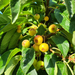 MALUS TORINGO 'JUTTA' - Pommier d'ornement