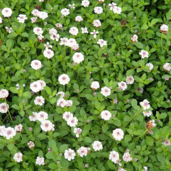 Phyla nodiflora Canescens