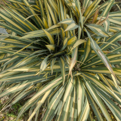 Yucca filamentosa ‘Color...