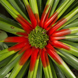 Fascicularia bicolor